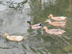 -西湖游船