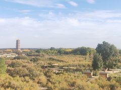 -金塔沙漠胡杨林景区