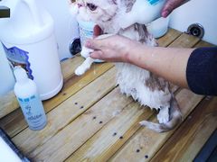 -喵百万·布偶·蓝金金渐层英短·猫舍(百子湾店)