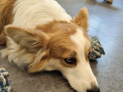 -有喵·猫咖·狗咖·40+猫狗有小奶狗(岗厦店)