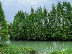 -桤木河湿地公园