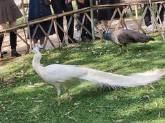 -昆明动物园