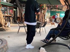 -柴犬高等学院·狗咖·柴犬售卖·宠物训练