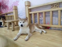 -柴源莊·柴小宠柴犬咖啡