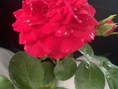 -山里人家花椒鸡(钢城店)