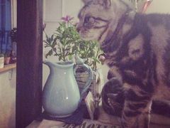 iphone_upload_pic-海边的猫和咖啡馆
