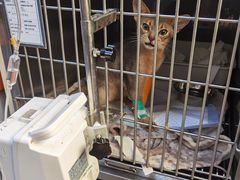 -爱侣宠医·鹦鹉专科·小型哺乳类·异宠专科(灵石路店)