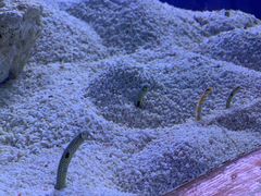 -芜湖新华联大白鲸海洋公园