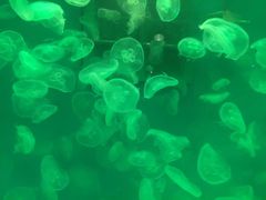 -大连圣亚海洋世界