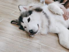 -李小姐の猫咖啡馆(五角场店)