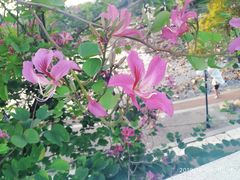 -人民公园(罗湖区)