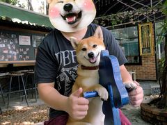 -柴犬高等学院·狗咖·柴犬售卖·宠物训练