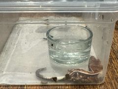 -酷以爬仙阁实体爬宠店·守宫·蜥蜴·专业繁育