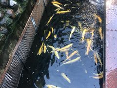 -京北渔家傲
