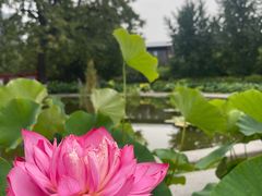 -莲花池公园
