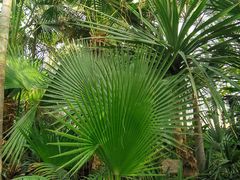 -国家植物园南园