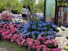 -上海鲜花港