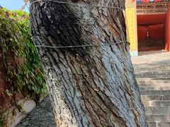 -玉泉观