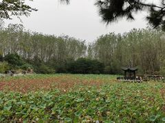 -合肥滨湖国家森林公园