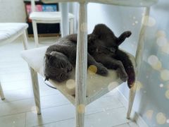 -喵的天空名猫咖啡馆·撸猫·猫舍·用品