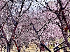 -永定河休闲森林公园