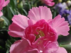 -花鸟鱼虫鲜花绿植市场(玉泉路店)