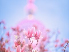 -陆家嘴中心绿地