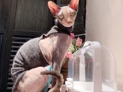 -猫色咖啡·猫咖