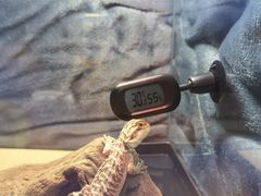 -酷以爬仙阁实体爬宠店·守宫·蜥蜴·专业繁育