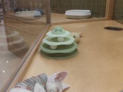 -帕帕拉兹宠物(亚洲旗舰店)