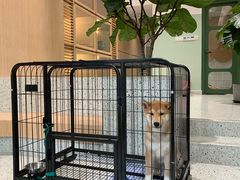 -電力宠物公司(武定路店)