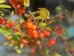 -崂山水果园农家宴(泉水鸡店)