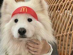 -星多哈·狗咖·拼豆·咖啡