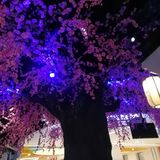 节日,请到暗恋桃花林