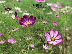 -金龙寺国家森林公园