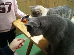-藦茜花园宠物主题亲子互动体验馆(国顺东路店)