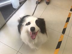 -宠福鑫康馨动物医院·骨科·眼科