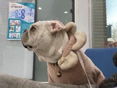 -北京恒爱动物医院(清景园分院)