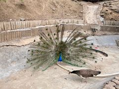 -栾川竹海野生动物园