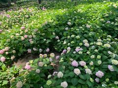 -金银湖国家城市湿地公园