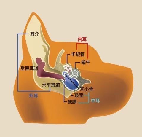 一些品种,尤其是那些耳朵大,松软或多毛的品种,如可卡犬,迷你贵宾犬或