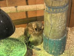 -萌宠奇缘(荣鼎店)