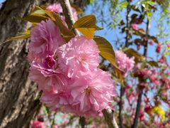-南汇桃花村