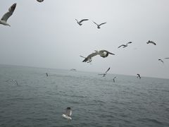 -海驴岛(荣成市)