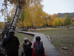 白桦林-可可托海景区