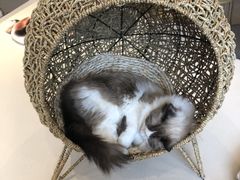 -飞行喵MR PILOT|猫舍·猫咖(静安大融城店)