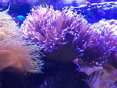 -悉尼海洋生物水族馆