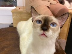 -Heymao猫咖.咖啡厅(东门店)