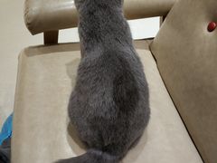 -藏猫猫咖啡主题馆(中央大道店)