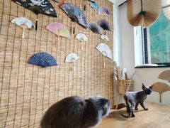 -楼上猫咖(罗湖店)